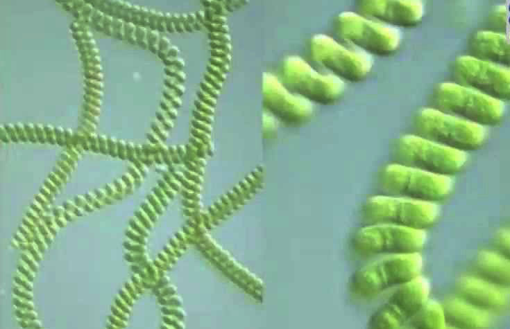 Alga spirulina proteine vegetali